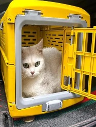 CX TRANSPORT.PET CB4308 54X31X36CM